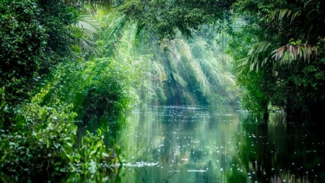 amazon, top 10 khu rừng đẹp nhất thế giới