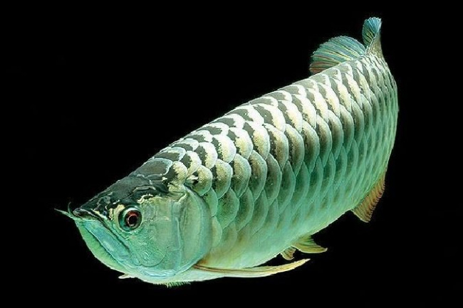 top 9 loại cá quý hiếm, cá sủ vàng, cá chọi betta, cá trạng nguyên, cá chép koi, amazon, top 9 loại cá quý hiếm và đắt nhất việt nam