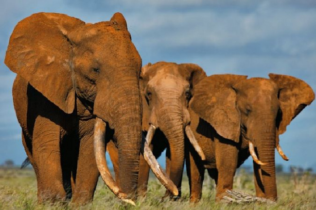 sự thật, hay ho, thú vị, không biết, ít người biết, top 10 sự thật lý thú mà bạn không hề hay biết về loài voi
