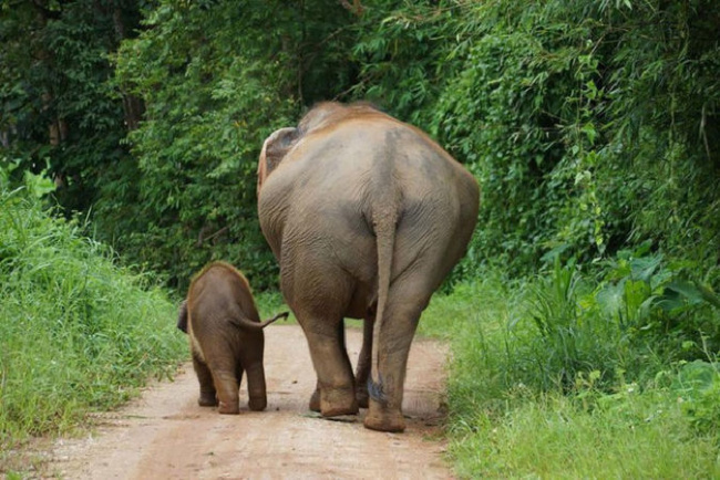 sự thật, hay ho, thú vị, không biết, ít người biết, top 10 sự thật lý thú mà bạn không hề hay biết về loài voi