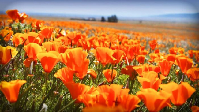 du lịch mỹ, cánh đồng hoa, đồi hoa poppy ở tiểu bang california, top 8 cánh đồng hoa khi du lịch mỹ bạn không thể bỏ qua