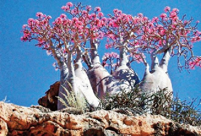 top 10 loài cây kì lạ nhất thế giới