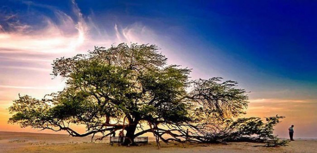 top 10 loài cây kì lạ nhất thế giới