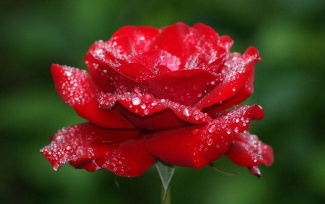 ý nghĩa của hoa, các loại hoa, hoa trong tình yêu, top 10 loài hoa ý nghĩa trong tình yêu