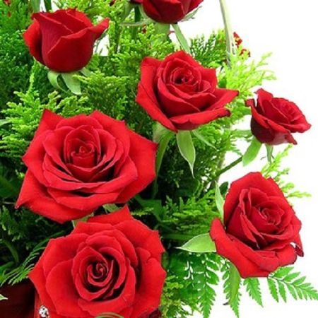 sinh nhật, quà tặng sinh nhật, hoa sinh nhật, hoa đẹp, hoa hồng, hoa hướng dương, top 10 loại hoa sinh nhật đẹp nhất thế giới