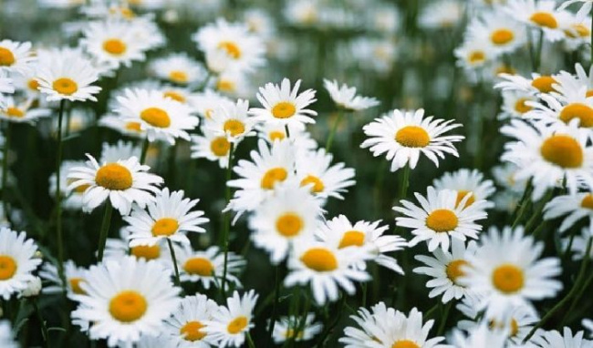 ý nghĩa loài hoa, hoa cúc, top 10 ý nghĩa các loài hoa khiến bạn có cách nhìn khác về chúng