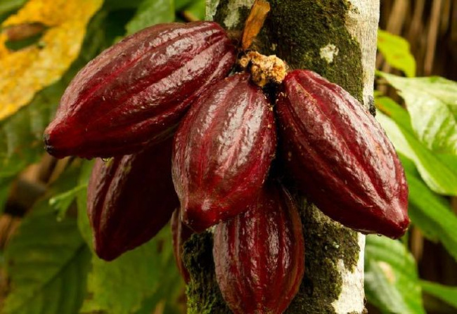 cacao, bột cacao nguyên chất, sử dụng caao, top 14 lợi ích bất ngờ của việc sử dụng cacao đối với sức khỏe