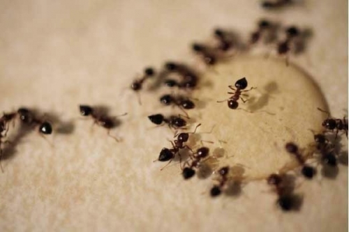 15 sự thật thú vị nhất về loài kiến