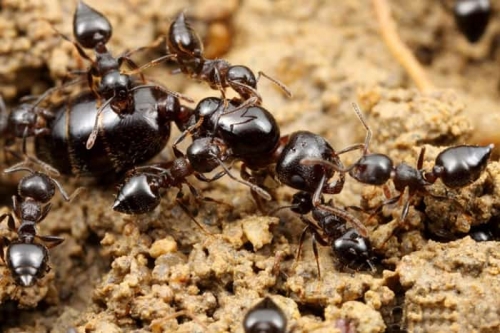 15 sự thật thú vị nhất về loài kiến