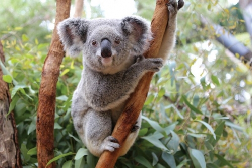 12 Sự thật thú vị nhất về gấu Koala