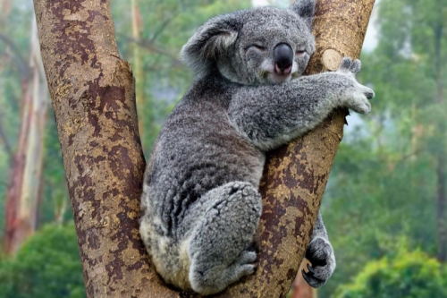 12 sự thật thú vị nhất về gấu koala