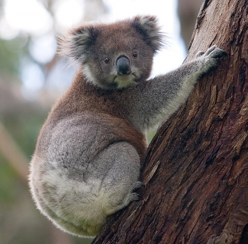 12 sự thật thú vị nhất về gấu koala