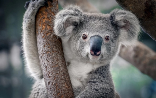 12 sự thật thú vị nhất về gấu koala