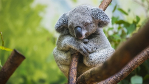 12 sự thật thú vị nhất về gấu koala