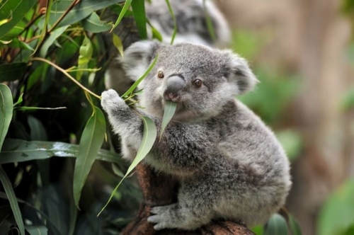 12 sự thật thú vị nhất về gấu koala