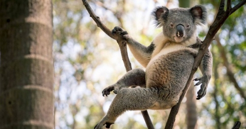 12 sự thật thú vị nhất về gấu koala