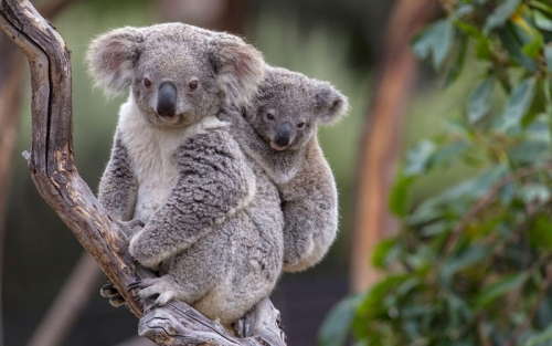 12 sự thật thú vị nhất về gấu koala