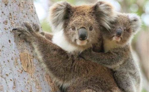 12 sự thật thú vị nhất về gấu koala