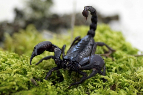 amazon,  16 sự thật thú vị nhất về bọ cạp