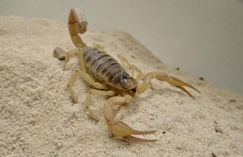 amazon,  16 sự thật thú vị nhất về bọ cạp