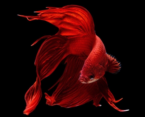 18 Loài động vật có màu đỏ đẹp nhất