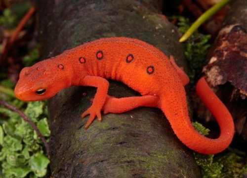 amazon,  18 loài động vật có màu đỏ đẹp nhất