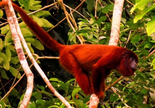 amazon,  18 loài động vật có màu đỏ đẹp nhất