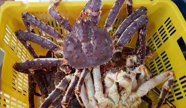 ghé queen’s crab thưởng thức cua hoàng đế to “chà bá lửa”