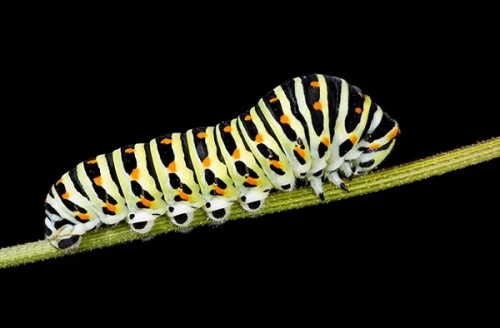16 Sự thật thú vị nhất về loài sâu bướm