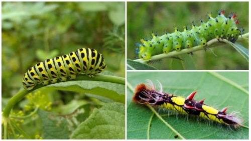 amazon,  16 sự thật thú vị nhất về loài sâu bướm
