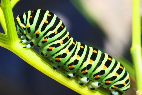 amazon,  16 sự thật thú vị nhất về loài sâu bướm