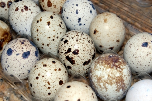 10 tác dụng tuyệt vời khi ăn trứng cút