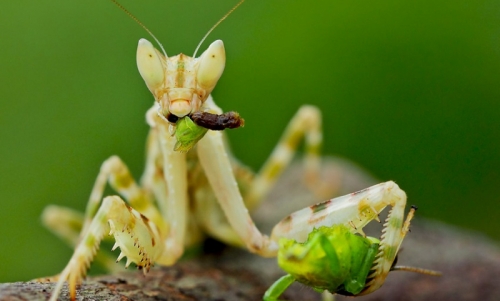 14 sự thật thú vị nhất về loài bọ ngựa