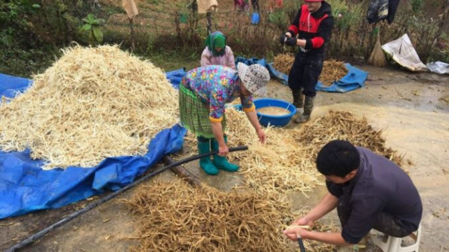 bac ha, herbal plant, lao cai, sandalwood tree, many hmong people get out of poverty thanks to sandalwood herbs