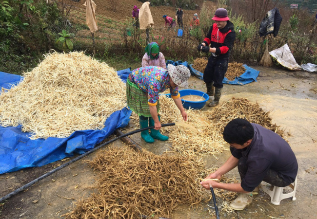 bac ha, herbal plant, lao cai, sandalwood tree, many hmong people get out of poverty thanks to sandalwood herbs
