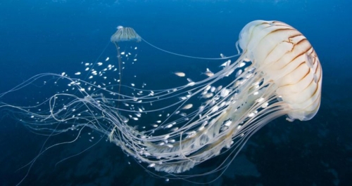 18 sự thật thú vị nhất về loài sứa
