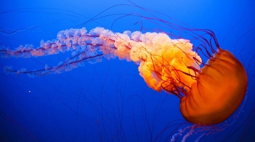 18 sự thật thú vị nhất về loài sứa