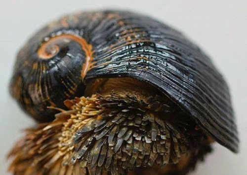 14 Sự thật thú vị nhất về loài ốc sên