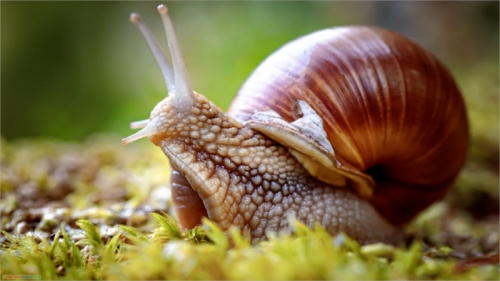 14 sự thật thú vị nhất về loài ốc sên