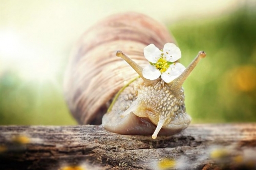 14 sự thật thú vị nhất về loài ốc sên