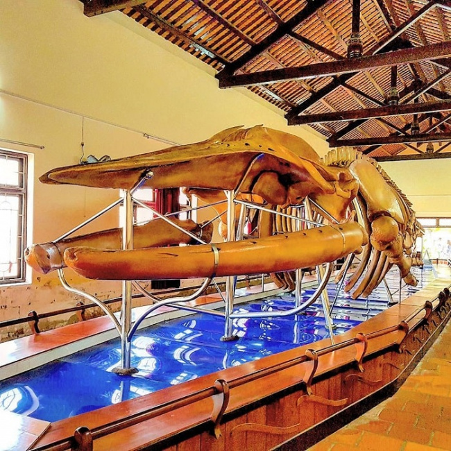 binh thuan tourism, binh thuan tourist destination, palace of van thuy tu, come to van thuy tu palace to admire the largest fish skeleton in southeast asia