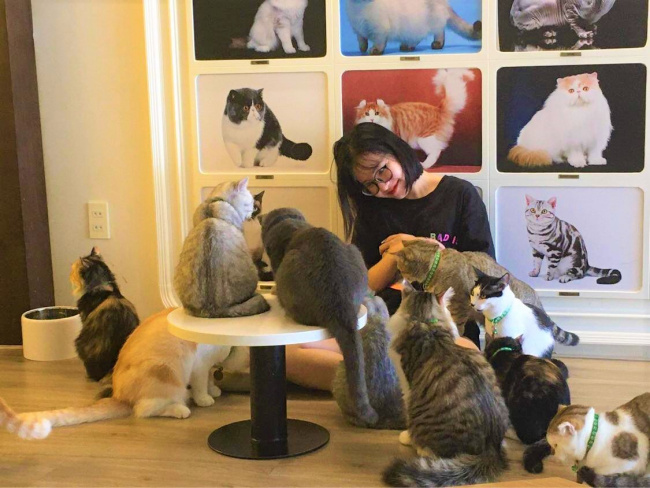 ăn chơi sài gòn, [update] 6 quán cafe mèo tphcm khiến các “sen” tan chảy