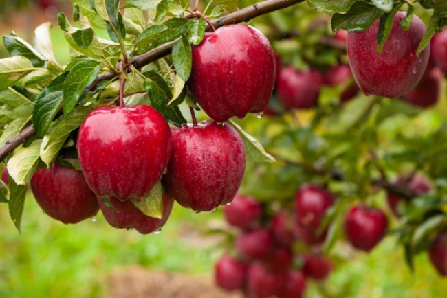ăn táo giúp ích cho việc giảm cân của bạn như thế nào?