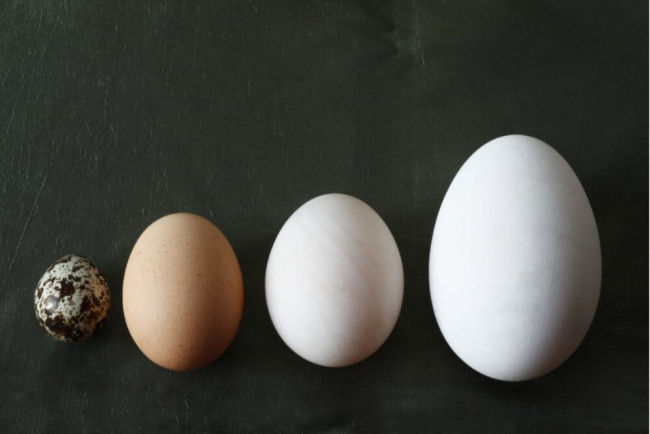 so sánh sự khác biệt về dinh dưỡng của các loại trứng