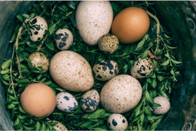 so sánh sự khác biệt về dinh dưỡng của các loại trứng