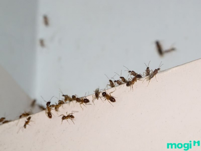 kiến cánh bay vào nhà là điềm tốt hay xấu đối với gia chủ? có nên diệt kiến?