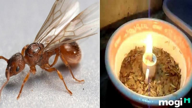 kiến cánh bay vào nhà là điềm tốt hay xấu đối với gia chủ? có nên diệt kiến?