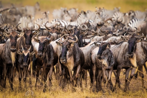 14 bầy đàn lớn nhất trong thế giới động vật