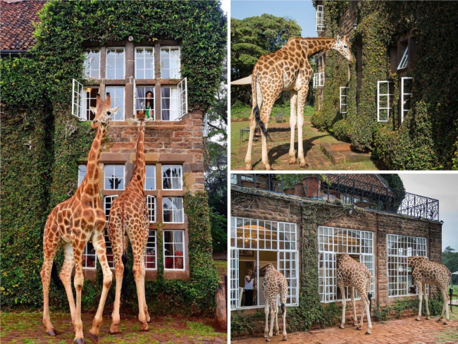 ăn sáng cùng hươu cao cổ tại giraffe manor - kenya