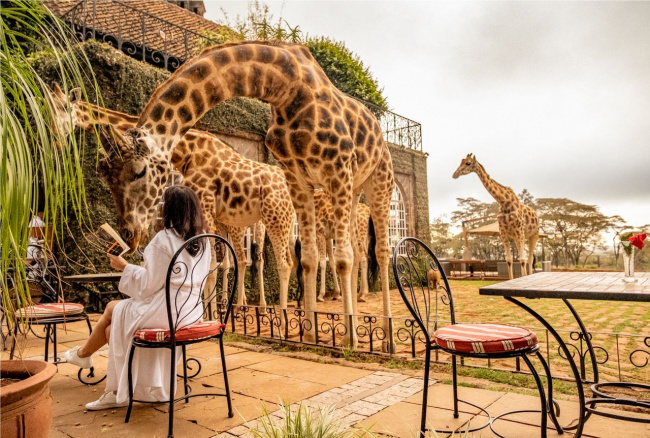 ăn sáng cùng hươu cao cổ tại giraffe manor - kenya
